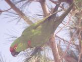 [Thick-billed Parrot]