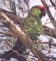 [Thick-billed Parrot]