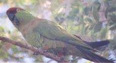 [Thick-billed Parrot]