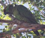 [Thick-billed Parrot]