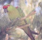 [Thick-billed Parrot]