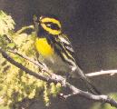 [Townsend's Warbler]