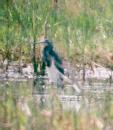 [Tricolored Heron]