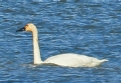 [Tundra Swan]