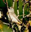 [Virginia's Warbler]