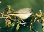 [Virginia's Warbler]