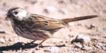 [White-cheeked Song Sparrow]