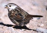 [White-cheeked Song Sparrow]