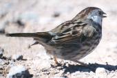 [White-cheeked Song Sparrow]