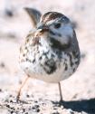 [White-cheeked Song Sparrow]