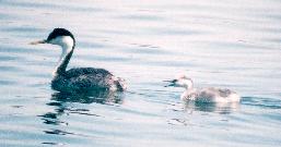 [Western Grebes]