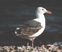 [Western Gull]