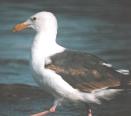 [Western Gull]