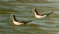 [Wilson's Phalarope]