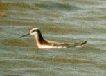 [Wilson's Phalarope]