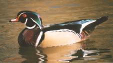 [Wood Duck]