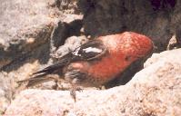 [White-winged Crossbill]