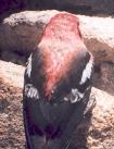 [White-winged Crossbill]