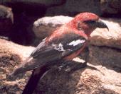 [White-winged Crossbill]