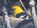 [Yellow Grosbeak]