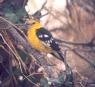 [Yellow Grosbeak]