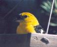 [Yellow Grosbeak]