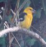 [Yellow Grosbeak]