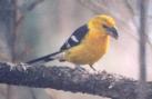 [Yellow Grosbeak]