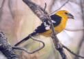 [Yellow Grosbeak]