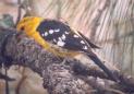 [Yellow Grosbeak]