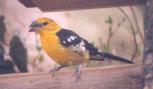 [Yellow Grosbeak]