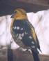 [Yellow Grosbeak]
