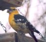 [Yellow Grosbeak]