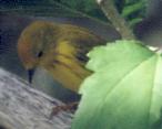 [Yellow Warbler]