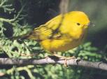 [Yellow Warbler]