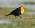 [Yellow-headed Blackbird]