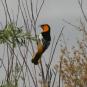 [Bullock's Oriole]
