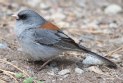[Dark-eyed Junco]