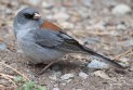 [Dark-eyed Junco]