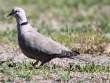 [Eurasian Collared Dove]