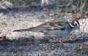 [Fox Sparrow]