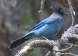 [Steller's Jay]