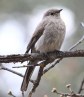[Townsend's Solitaire]