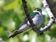 [Violet-green Swallow]
