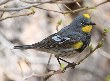 [Yellow-rumped Warbler]
