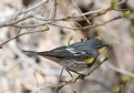 [Yellow-rumped Warbler]