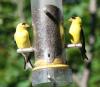 [American Goldfinch]