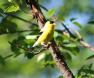 [American Goldfinch]