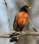 [American Robin]