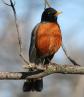[American Robin]